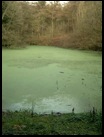The green algae covered pond .